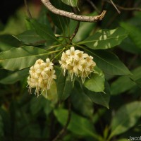 Cyrtophyllum fragrans (Roxb.) DC.